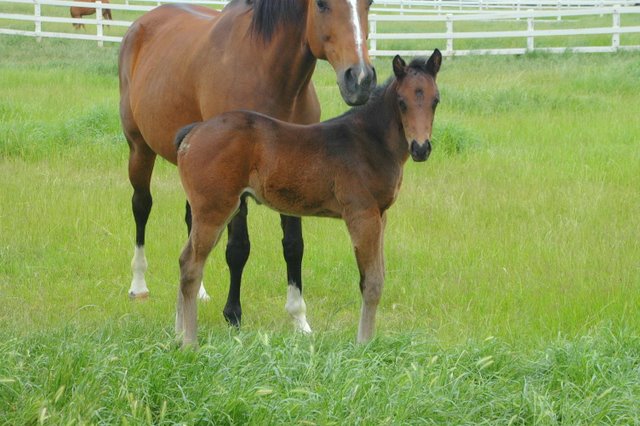 mare care foaling