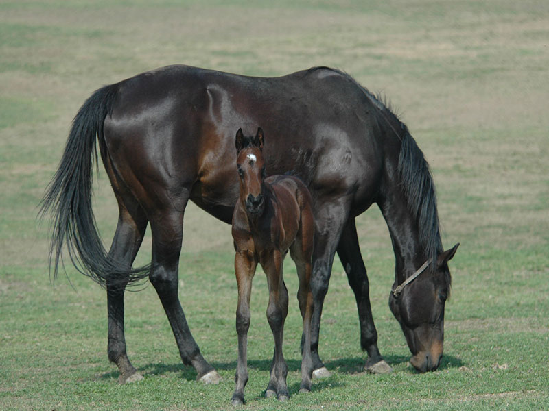 mare care foaling