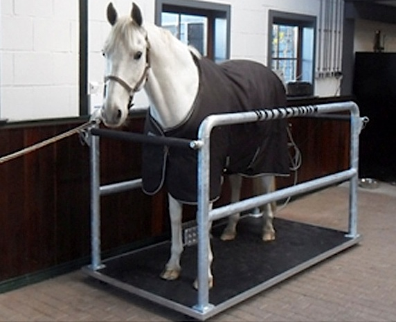A horse undergoing Vitafloor® vibration therapy to increase bone density and blood circulation, highlighting the advanced medical and rehabilitation services offered at our equine care facility. +2