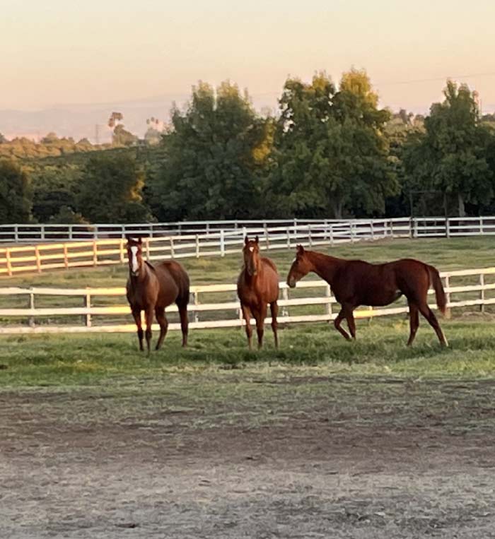 Three healthy retired horses standing together in a spacious, white-fenced pasture at a premier horse ranch in California, demonstrating the social and tranquil horse boarding environment 