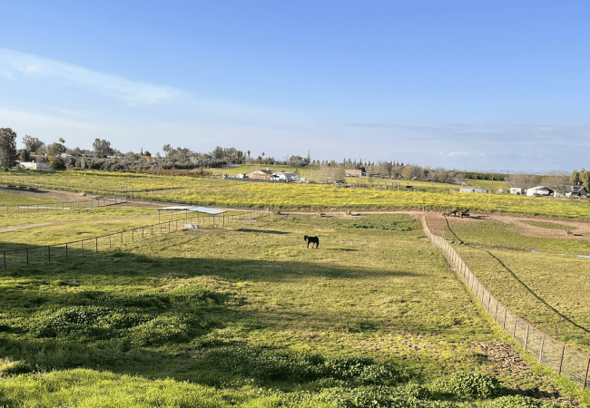Expansive green pastures at The Cole Ranch with a single dark horse grazing in the center, surrounded by secure fencing and distant ranch buildings.