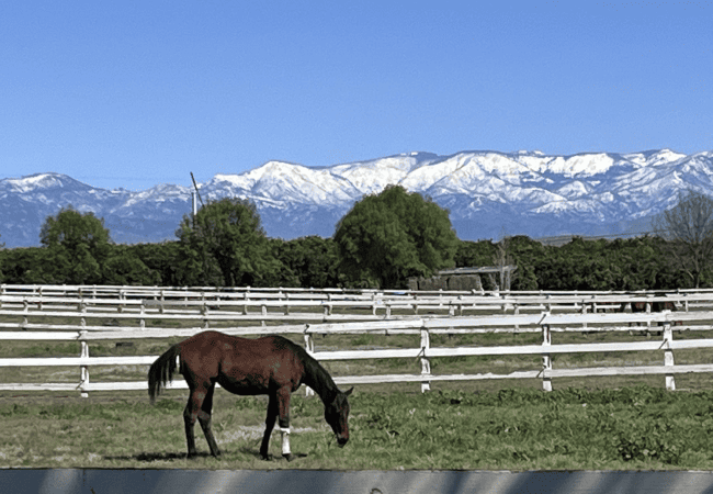 A dark bay horse grazing in a lush green pasture surrounded by white rail fencing, with the snow-capped Sierra Nevada mountains and clear blue sky in the background.