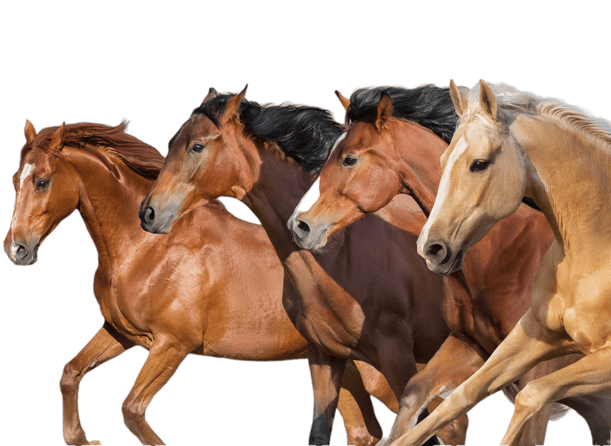 A group of dark bay and chestnut retired horses standing together by a wire fence in a sunlit green pasture, illustrating the supportive social environment at The Cole Ranch.