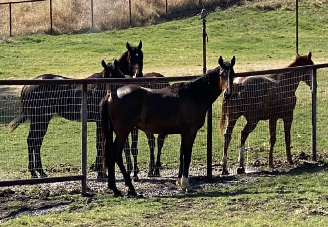 A group of healthy retired horses socializing by the fence in a lush green pasture, illustrating the compassionate care at The Cole Ranch.