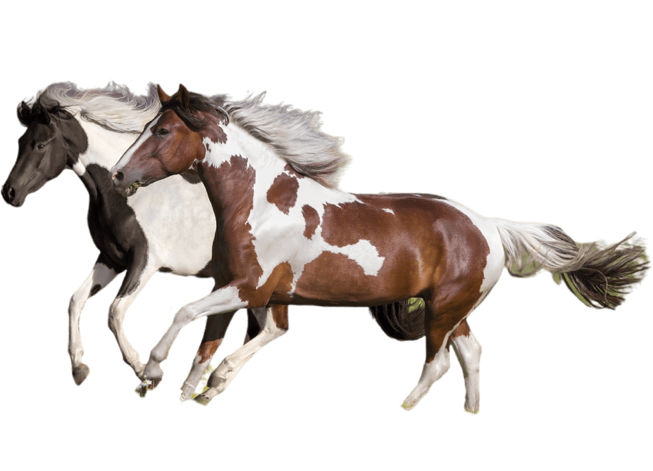 Two energetic pinto horses with flowing manes running freely, symbolizing the vitality and well-being of residents at The Cole Ranch.