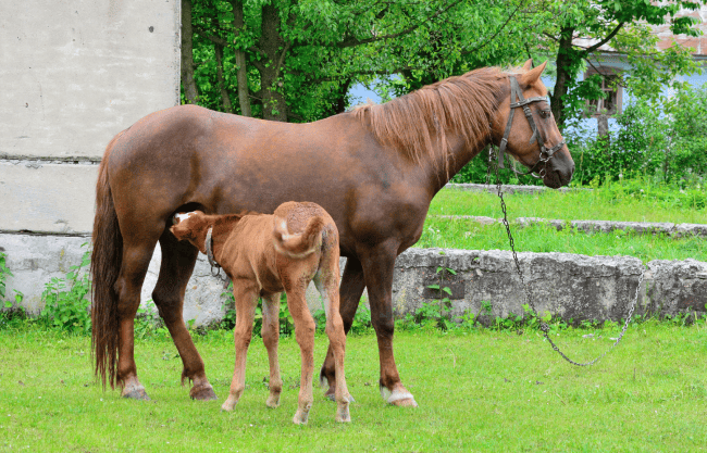 A brown mare and her young foal grazing on a lush green horse farm in California's Central Valley, representing the legacy of expert breeding and equine care at The Cole Ranch.