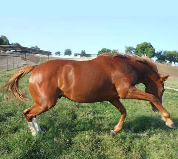A vibrant brown horse galloping freely across a lush Bermuda grass pasture at our California horse farm, illustrating the active and healthy lifestyle provided through our premier equine care and retirement programs.