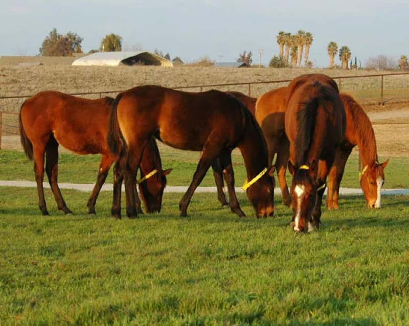 A group of healthy brown horses grazing together in a lush, green irrigated pasture at a premier horse retirement facility in California.