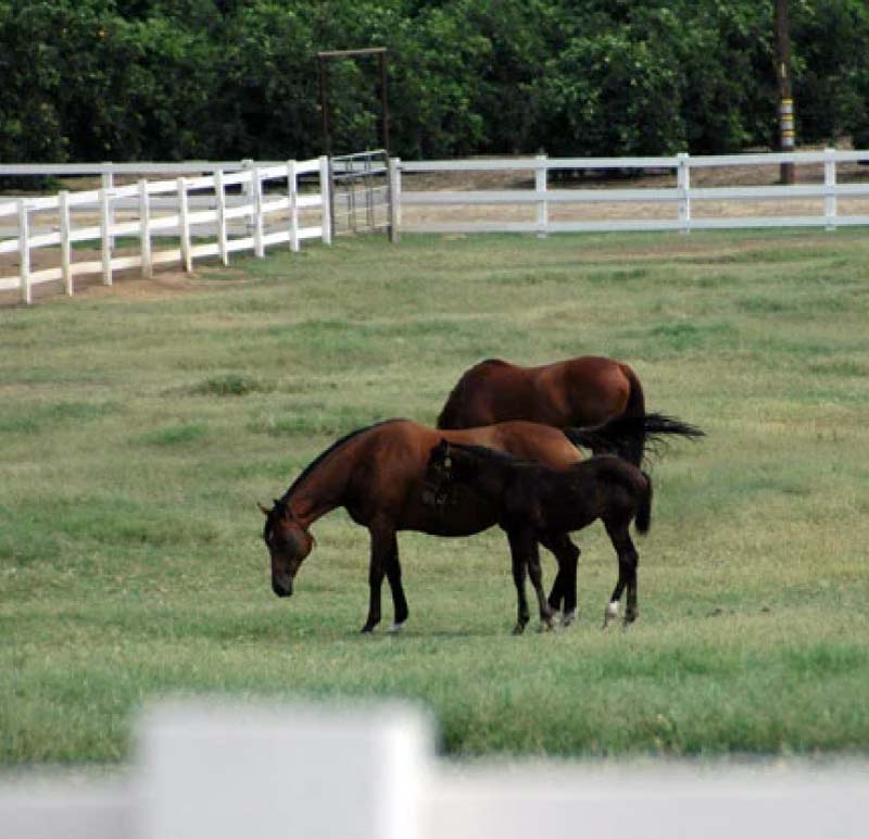 A mare and her foal grazing peacefully in a spacious, white-fenced Bermuda grass pasture at The Cole Ranch, demonstrating our high-quality horse therapy and breeding environment